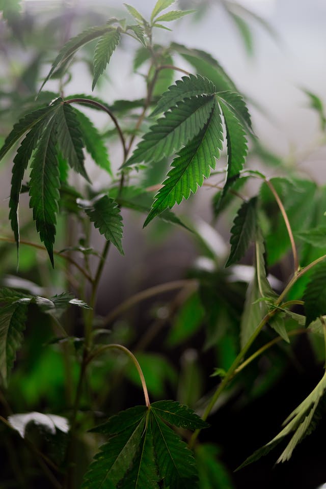 CBD pour les Animaux de Compagnie : Une Solution Naturelle pour nos Amis à Quatre Pattes