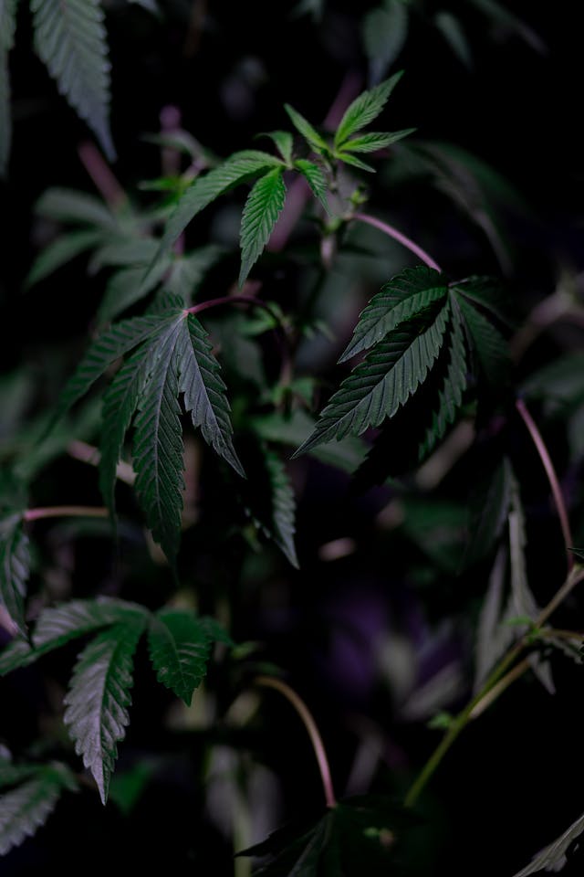 Indica contre Sativa : Comprendre les variétés de cannabis